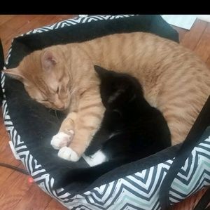 Meet your Posher, Dom